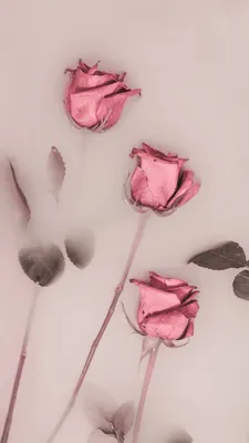 Pin by Анастасия Маркитанова on Обои для телефона | Floral wallpaper  iphone, Flower phone wallpaper, Pink wallpaper iphone