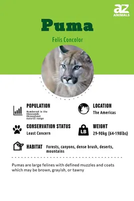 File:Puma concolor. Costa Rica.jpg - Wikipedia