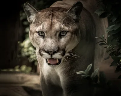 Puma Animal Facts | Felis concolor - A-Z Animals