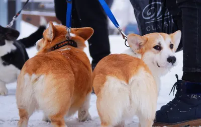 Самые пушистые собаки в мире ТОП 5: фото, породы, описание и особенности