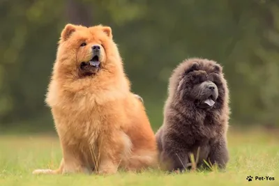 Пушистые породы собак - названия и фото, самые пушистые собаки | Pet-Yes