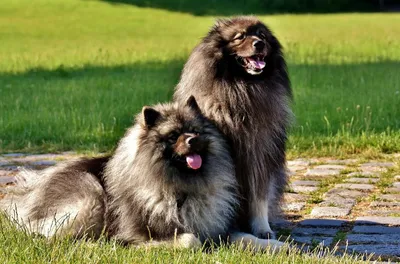 Самые пушистые собаки в мире - 73 фото