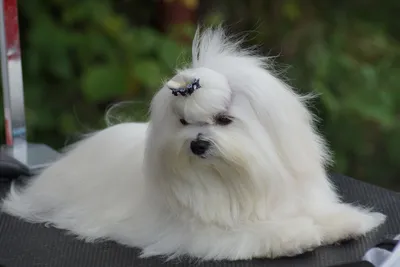 Шампунь-кондиционер для собак Mr.Bruno Пушистое облако для густой,  загрязненной шерсти, купить в интернет-магазине Филя с быстрой доставкой в  Санкт-Петербурге