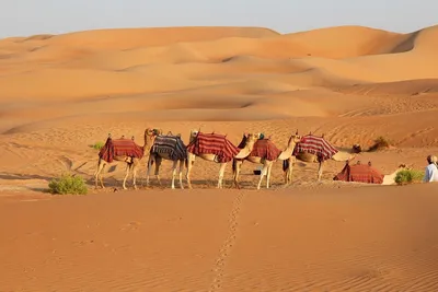В Катаре проводятся эксперименты по озеленению пустынь | АрабМир