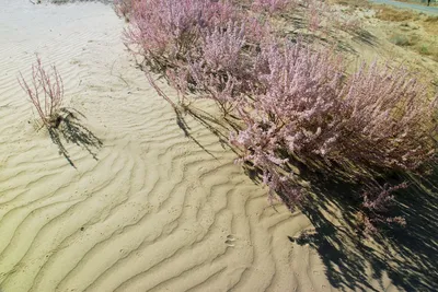 Долгая дорога в дюнах: как жители пустыни добывают воду | Фотогалереи |  Известия