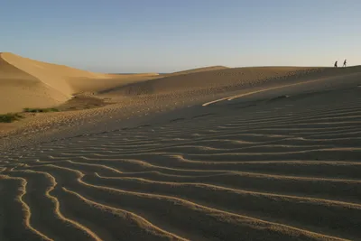 Долгая дорога в дюнах: как жители пустыни добывают воду | Фотогалереи |  Известия