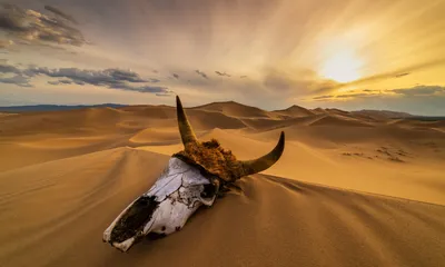 5 крупнейших пустынь мира | Вокруг Света