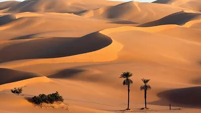 10 интересных фактов о пустыне | Расскажу и покажу | Дзен