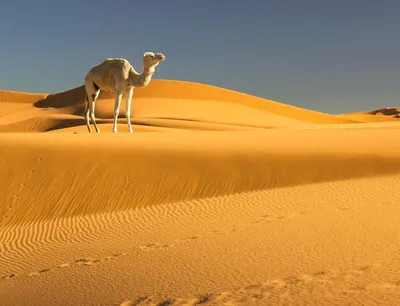 Пустыня Сахара может остановить глобальное потепление