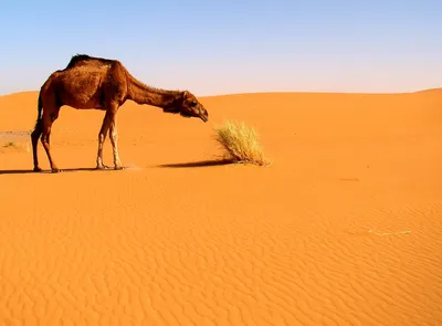 Верблюд Пустыня Обои Дубай - Бесплатное фото на Pixabay - Pixabay