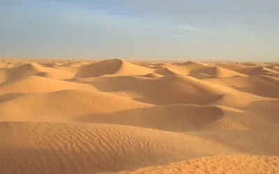 Новое исследование показало, что пустыня Сахара периодически становится  зеленой - МЕТА