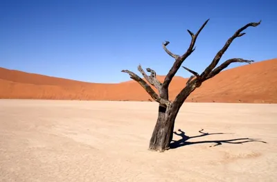 Почему пустыня Сахара скоро может стать зеленой? - Hi-News.ru
