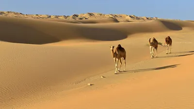 Обои пустыня, 5k, 4k, 8k, песок, дюны, небо, desert, 5k, 4k wallpaper, 8k,  sand, algodones dunes, Природа #12176