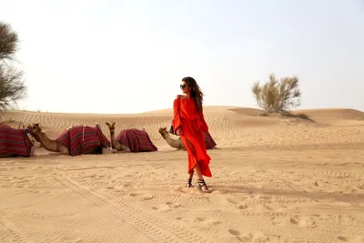 Индия. Снимки пустыни на закате - Телеканал «Моя Планета»