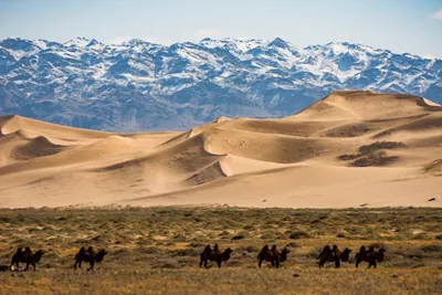 Сафари по Аравийской пустыне (из Шарджи) 🧭 цена экскурсии $63, 9 отзывов,  расписание экскурсий в Шардже