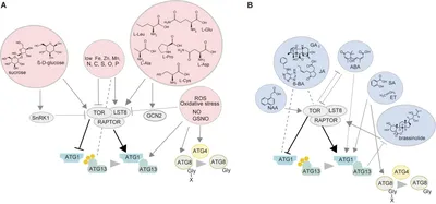 CDC48 in plants and its emerging function in plant immunity: Trends in  Plant Science