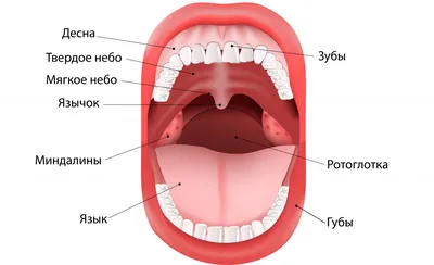 Доброкачественные опухоли полости рта: что провоцирует, виды, лечение