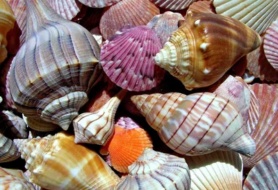 Красивые морские ракушки (58 фото) - 58 фото