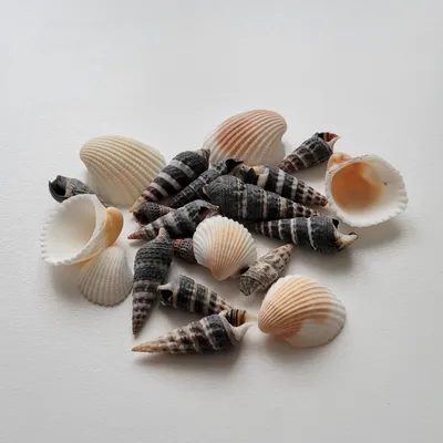 Морские ракушки на белом фоне Stock Photo | Adobe Stock