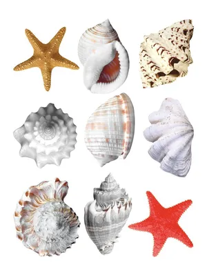 Shells. Ракушки. PNG. | Ракушки, Обои, Фоновые изображения