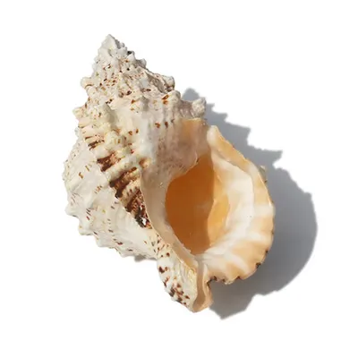 морские ракушки на песке в стеклянной тарелке Фон Обои Изображение для  бесплатной загрузки - Pngtree