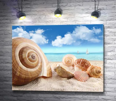 Две Ракушки На Песчаном Пляже Фотография, картинки, изображения и  сток-фотография без роялти. Image 76231329