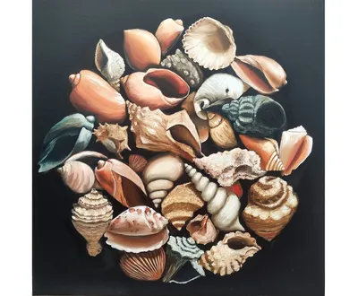 Shells. Ракушки. PNG. | Ракушки, Обои фоны, Раскраски