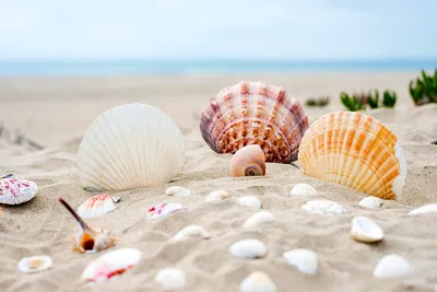 Ракушки на берегу чёрного моря Stock Photo | Adobe Stock