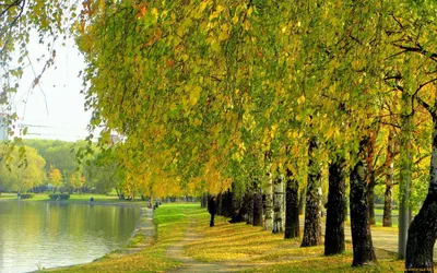 Скачать 1920x1200 цвета, краски, ранняя осень, деревья, озеро, зелень обои,  картинки