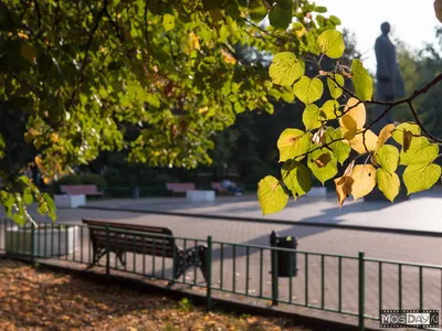 Ранняя Осень В Парке — стоковые фотографии и другие картинки Без людей -  Без людей, Вертикальный, Время года - iStock