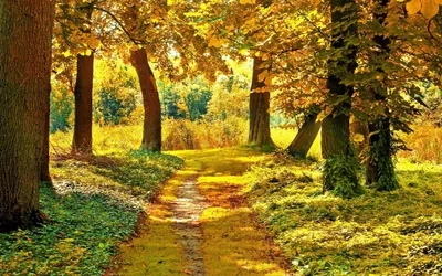 ранняя осень в лесу солнечное утро и пал листья на земле Стоковое Фото -  изображение насчитывающей прорежьте, желтый: 159005354
