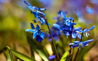 Фон рабочего стола где видно весенние обои, пролески, ранние цветы, синие,  весна, природа, spring wallpaper, Proleski, the early flowers, blue,  spring, nature
