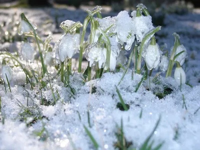 Снег весной (31 фото) - 31 фото