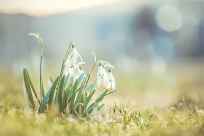 Весна подснежники (90 фото) - 90 фото