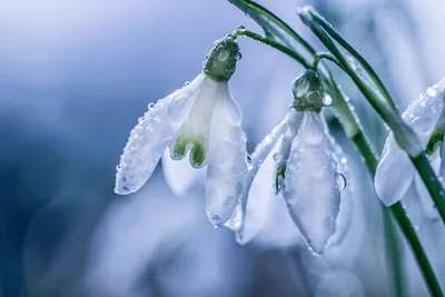 Весенние цветы, подснежники в марте в лесу, красивый фон природы, маленькие  белые цветы | Премиум Фото