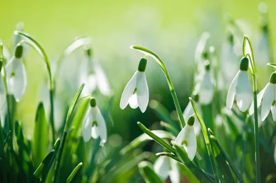 Весенние цветы, подснежники в марте в лесу, красивый фон природы, маленькие  белые цветы | Премиум Фото