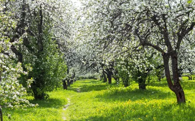 Фон рабочего стола где видно цветущий сад, яблони, весна, природа