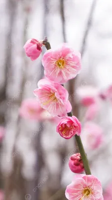 Фотообои \"Ранняя весна в лесу\" - Арт. 900765 | Купить в интернет-магазине  Уютная стена
