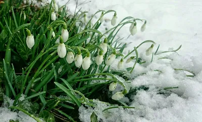 поздняя зимняя ранняя весна Стоковое Изображение - изображение  насчитывающей рисуночно, лиственница: 219705401