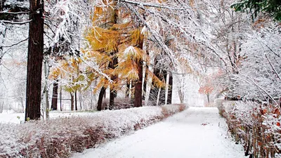 Зима в парках (51 фото) - 51 фото