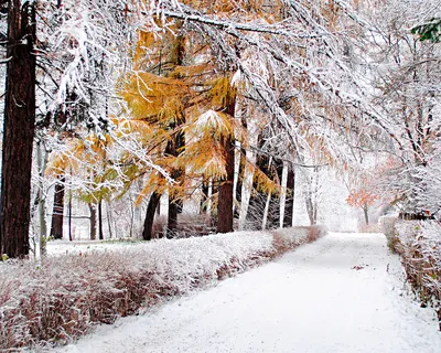 Картинки ранняя зима, практически первый снег, в городском парке - обои  1280x1024, картинка №47838