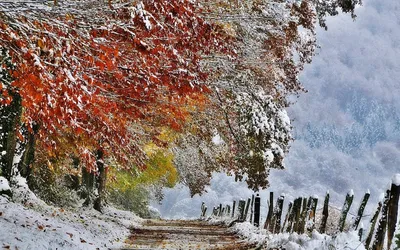 Обои ранняя зима – Первый снег в лесу 4k (3840 x 2160)