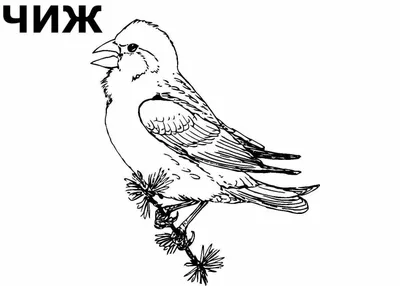 Иллюстрация 6 из 16 для Раскраска Зимующие птицы | Лабиринт - книги.  Источник: Марина Епифанцева