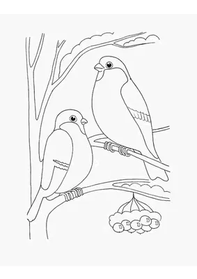 Гигантская раскраска ко Дню зимующих птиц | скачать и распечатать
