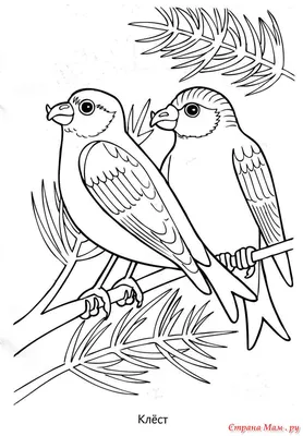 Раскраски Зимующие птицы для детей (37 шт.) - скачать или распечатать  бесплатно #2286