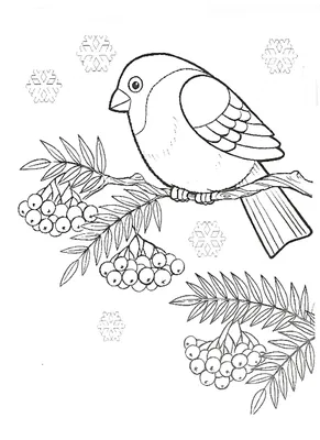 Рисуем поэтапно с детьми зимующих птиц | Risovashki.TV - Дети и Родители |  Дзен
