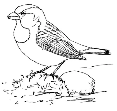 Зимние птицы , люблю их рисовать | Пикабу