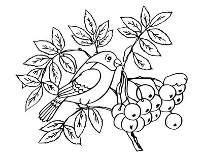 Снегирь птицы раскраска - картинки и фото poknok.art