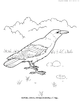 Раскраски Зимующие птицы снегирь (37 шт.) - скачать или распечатать  бесплатно #9871