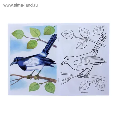 Снегирь раскраска: множество красивых рисунков для раскрашивания - pictx.ru
